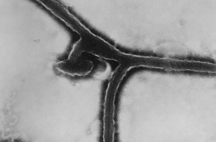 O que é o vírus Marburg, 'primo' do ebola que voltou a preocupar após mortes em Gana