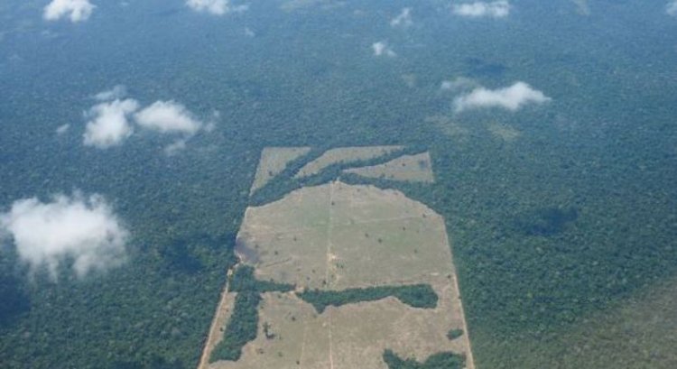 Desmatamento cresce 20% em 2021 e Amazônia perde 18 árvores por segundo, revela estudo