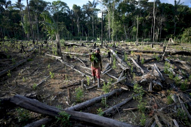 Rede de crime ambiental na Amazônia tem ramificações em 24 Estados, diz estudo
