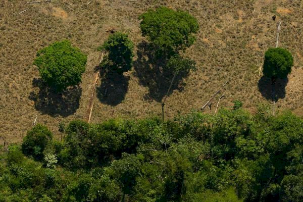 Desmatamento ilegal na Amazônia chega a 8,5 mil km², diz Inpe