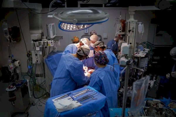 Transplante de órgãos suínos para humanos começará até 2025 no Brasil