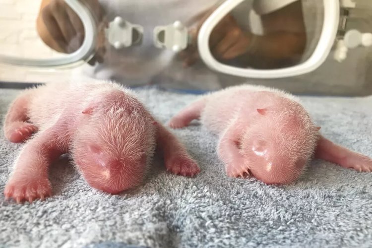 Ursos pandas gêmeos nascem em cativeiro na China