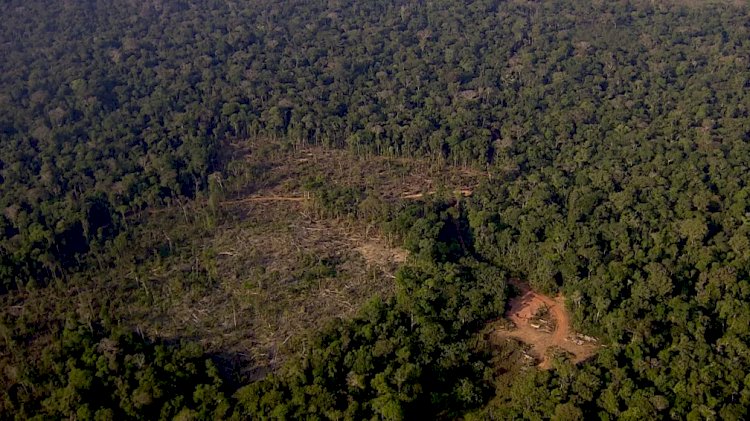 Nos primeiros oito meses de 2022, Amazônia Legal registra maior taxa de desmatamento em 15 anos
