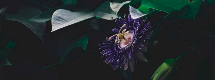 Passiflora: o que é, para que serve e quais o benefícios