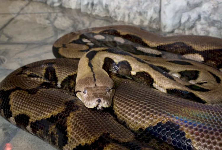 Cobra píton engole mulher de 54 anos na Indonésia