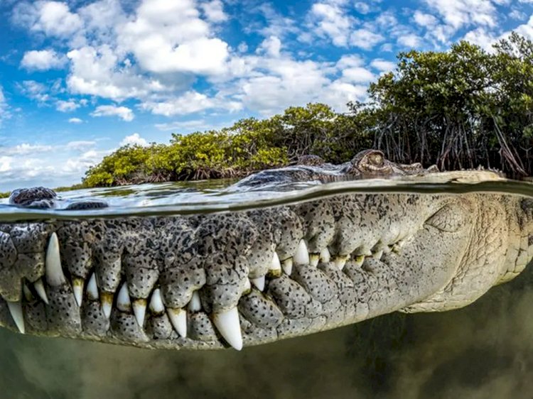 Close de boca de crocodilo em Cuba ganha prêmio de fotos de mangue