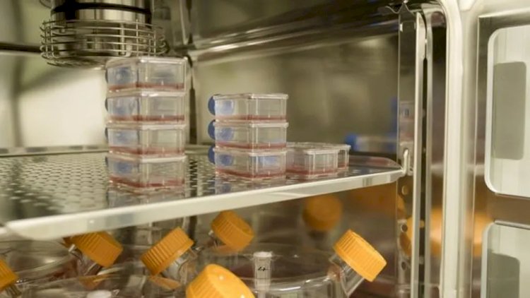 Pessoas recebem sangue criado em laboratório em teste inédito