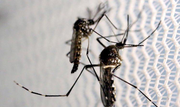 Agência Brasil explica diferença entre pernilongo e mosquito da dengue
