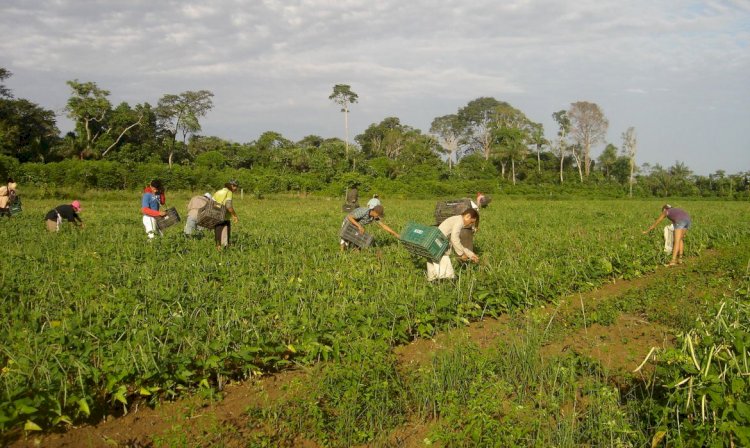 PAA: agricultores contam como melhoraram a renda e combateram a fome