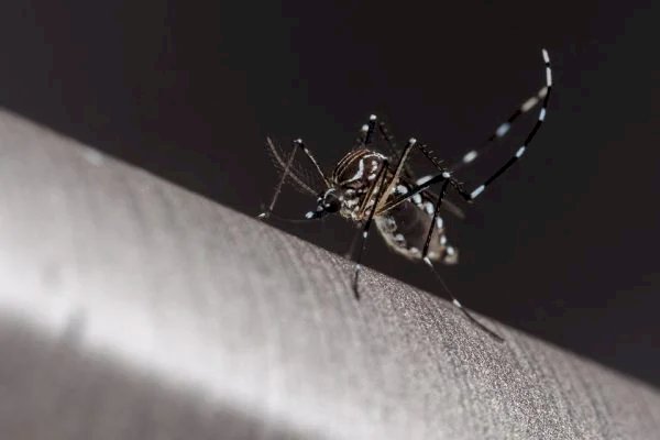 Dengue: casos prováveis tiveram aumento de 30% em um ano