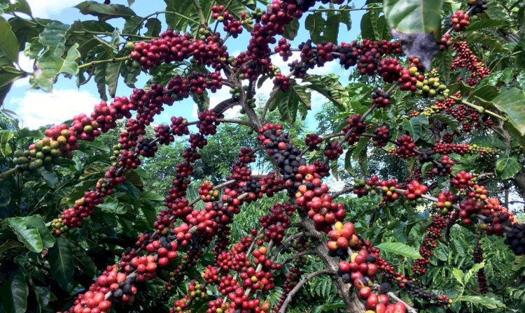Conab prevê aumento de 7,5% na colheita de café em relação a 2022