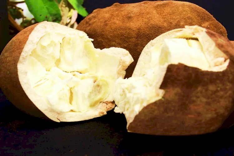 Cupuaçu é rico em fibras e minerais; conheça os benefícios da fruta