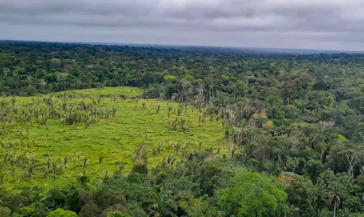 Perda de florestas tropicais primárias aumentou 15% no Brasil em 2022