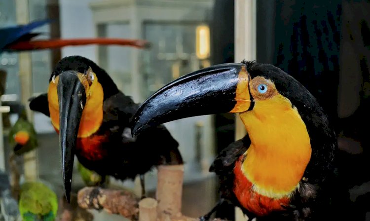 Museu de Zoologia, no Rio, apresenta mostra sobre ciência e sociedade