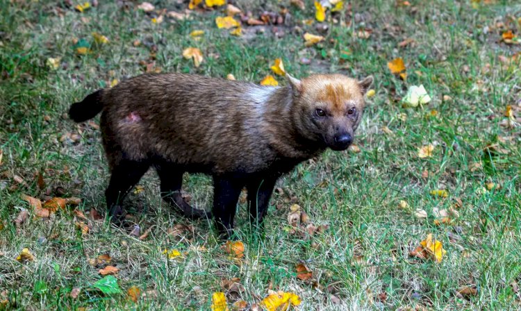 Ameaçado de extinção, cachorro-vinagre é flagrado em parque no Amapá
