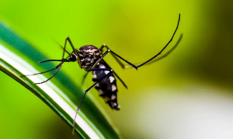 Bairros de SP ultrapassam 300 casos de dengue por 100 mil habitantes