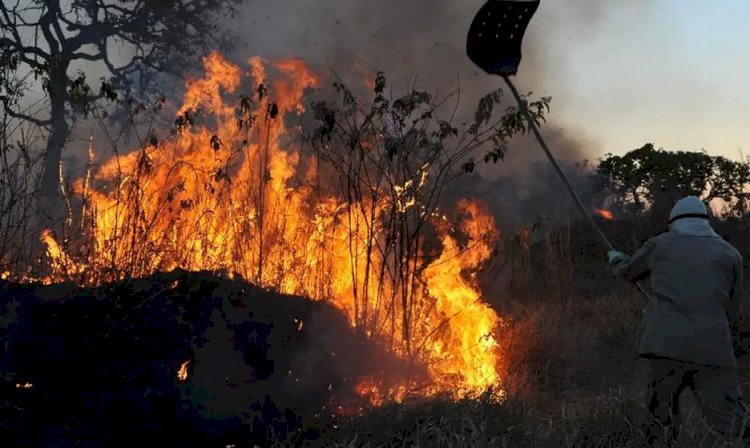 Ibama multa 242 pessoas por incêndios criminosos em 2024