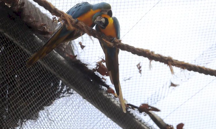 Morte de mais quatro aves fecha ao público zoológico do Rio