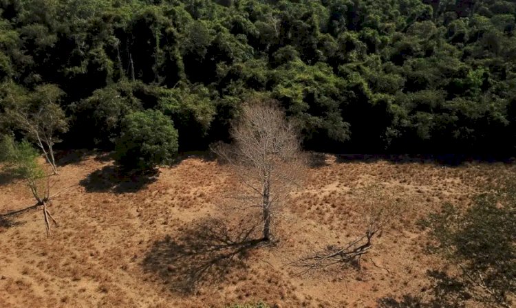 Estados já podem aderir ao programa de segurança da Amazônia