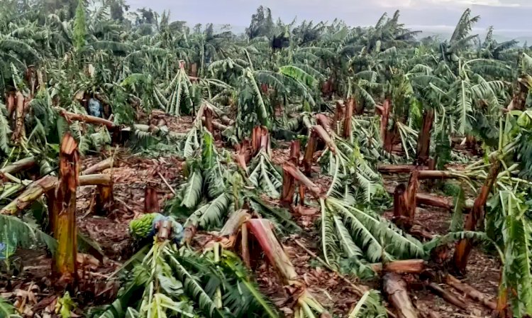 Ventania devasta plantações de banana na região do Vale do Ribeira