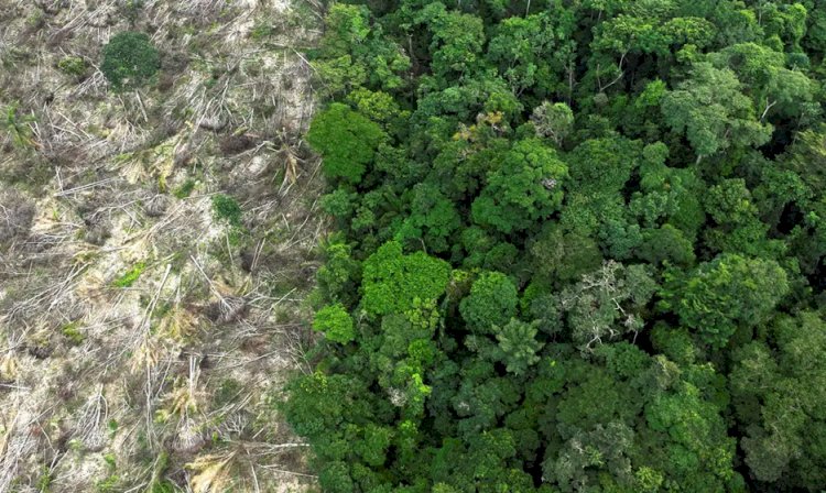 Dino dá prazo de 60 dias para Amazônia e Pantanal aderirem ao Sinaflor