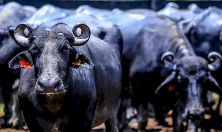 Fazendeiro é condenado por abandono de búfalas no interior paulista