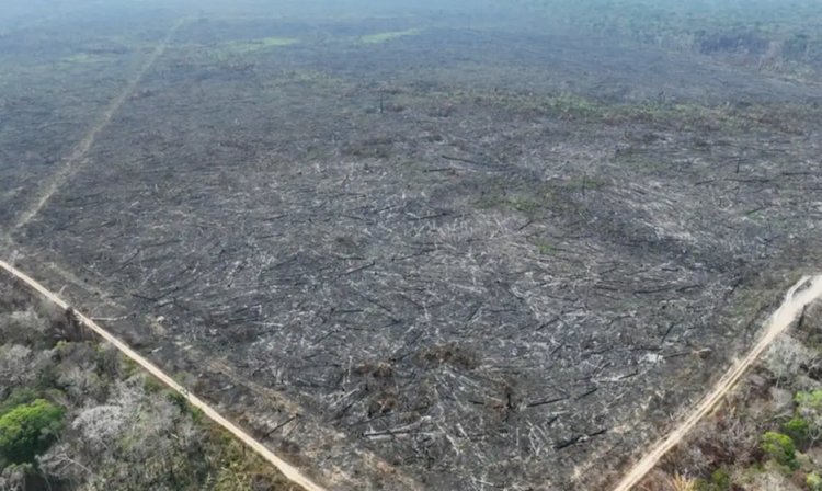 Apenas 5% dos casos de desmatamento na Amazônia geraram indenizações