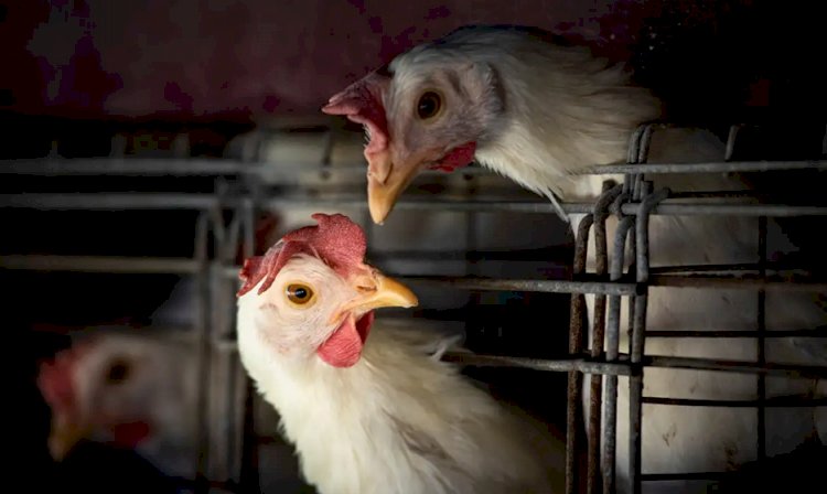 Gripe aviária: Brasil confirma dois focos e investiga seis casos