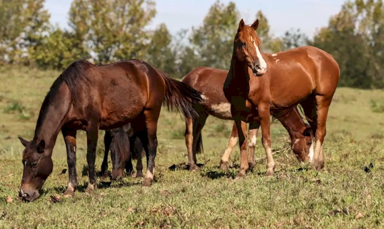 Ração contaminada mata 245 equinos em quatro estados